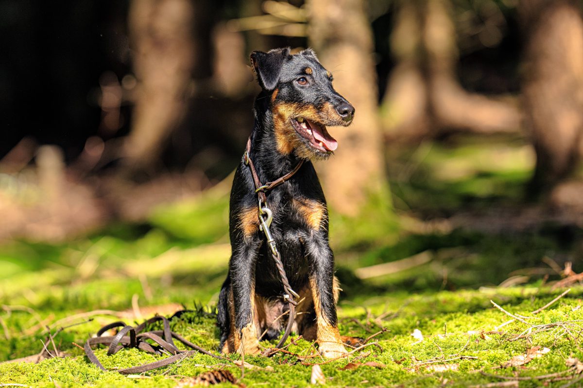 Jagd-Hund im Wald