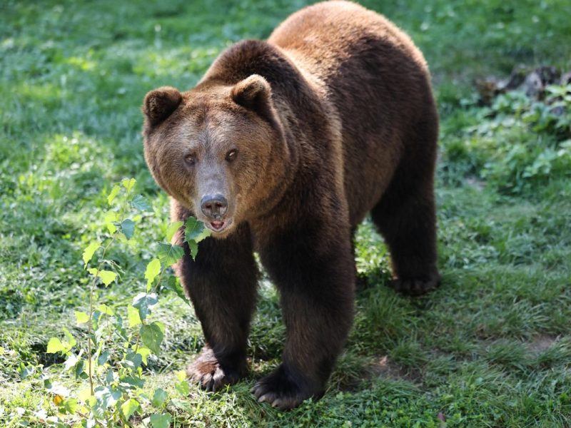 Braunbär im Zoo