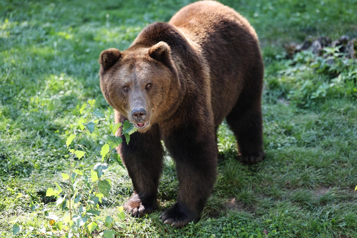 Braunbär im Zoo