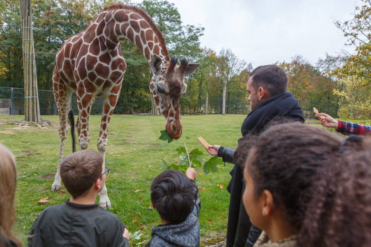 Alwetterzoo Münster Giraffe