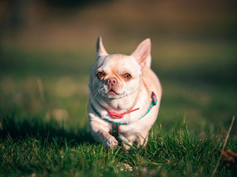 Tierheim in NRW vermittelt „Terror“-Hund – sechs Jahre später flattert ein überraschender Brief herein