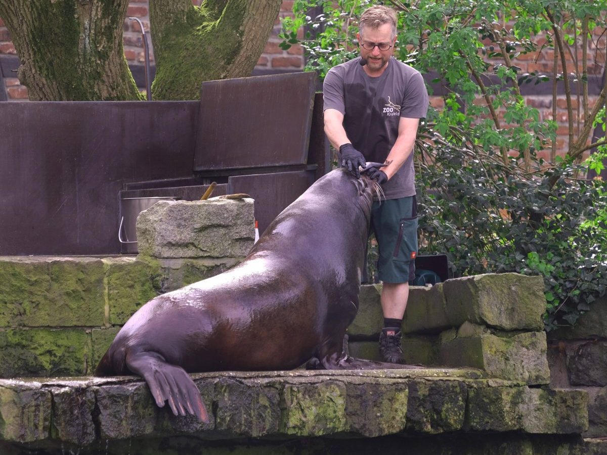 Zoo in NRW: Unglaubliche Entdeckung unter Blatt.