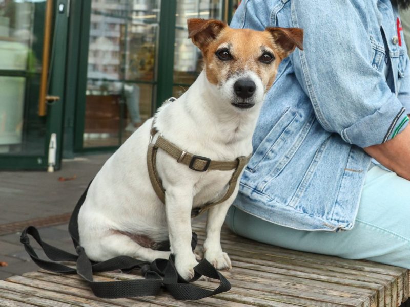 Hunde in Essen