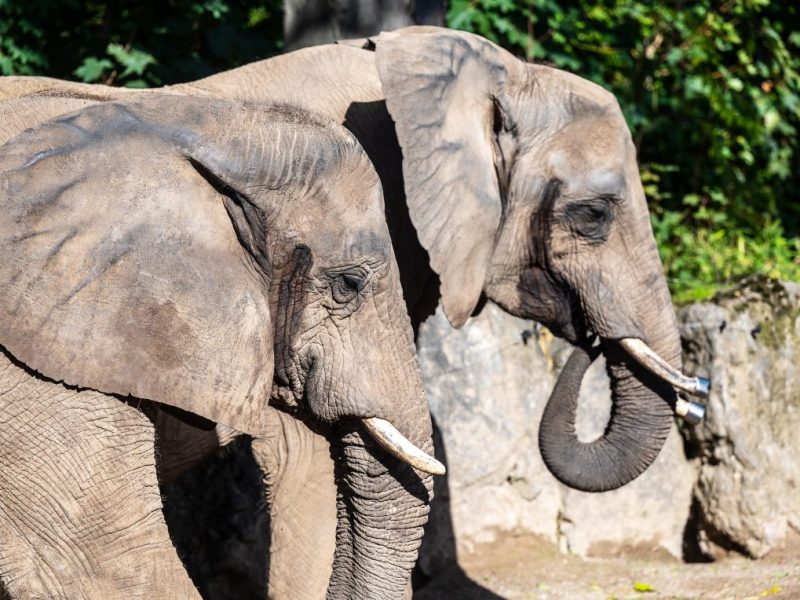 Zoo Duisburg