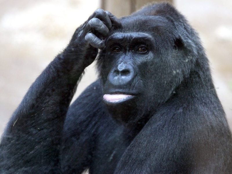 Zoo in NRW