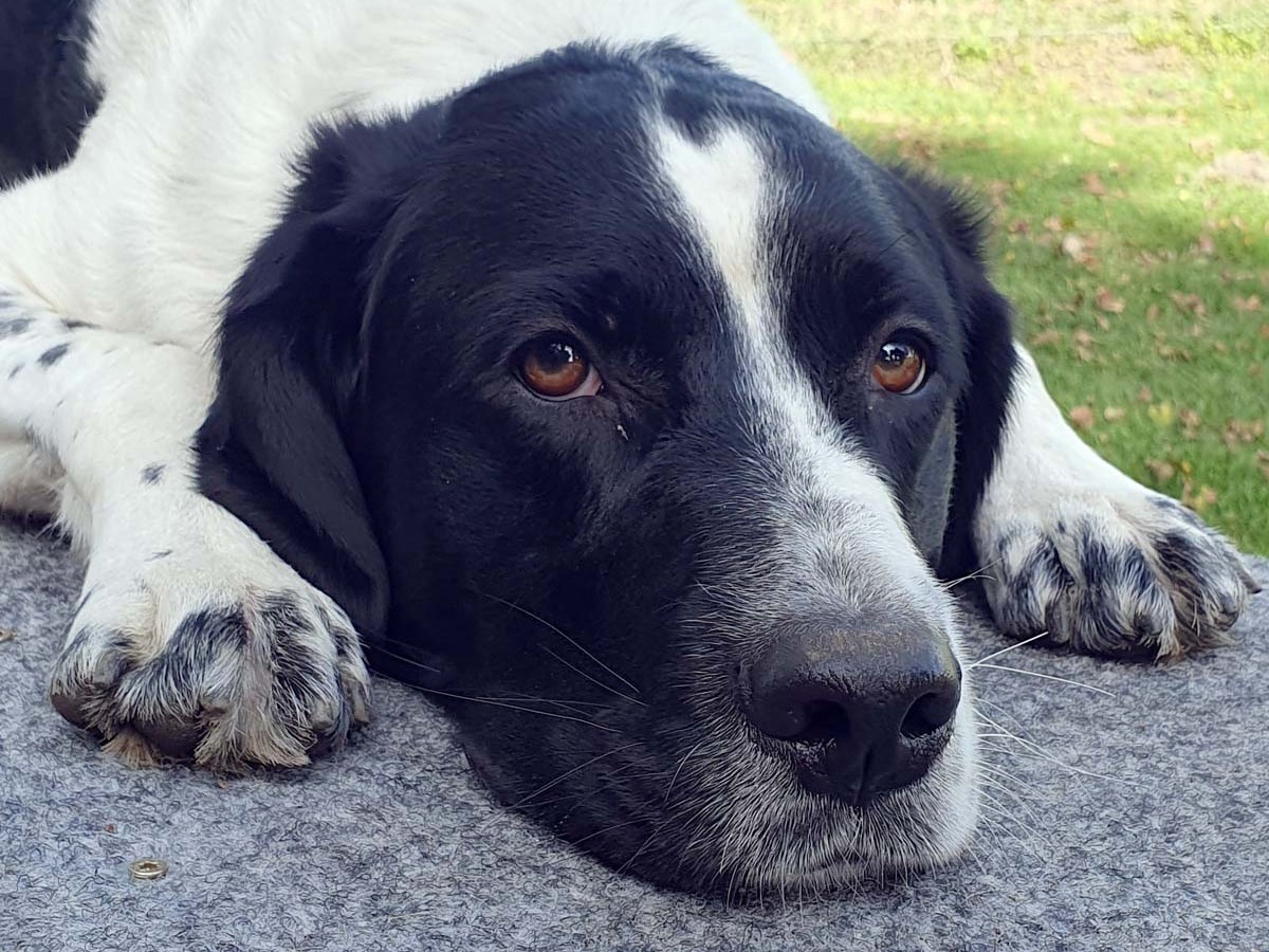 Hund Momo im Tierheim Moers