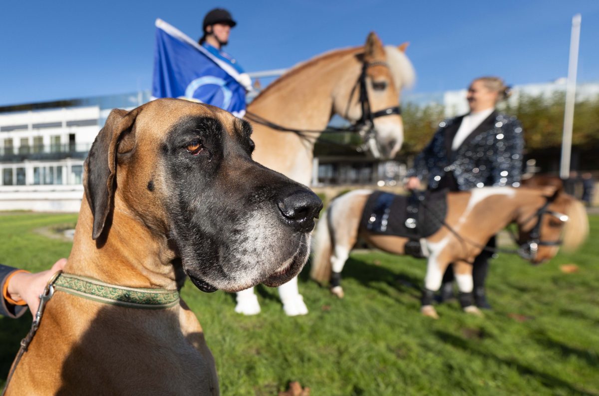 Die "Hund & Pferd" startet am 8. November 2024 in Dortmund. (Archivfoto)