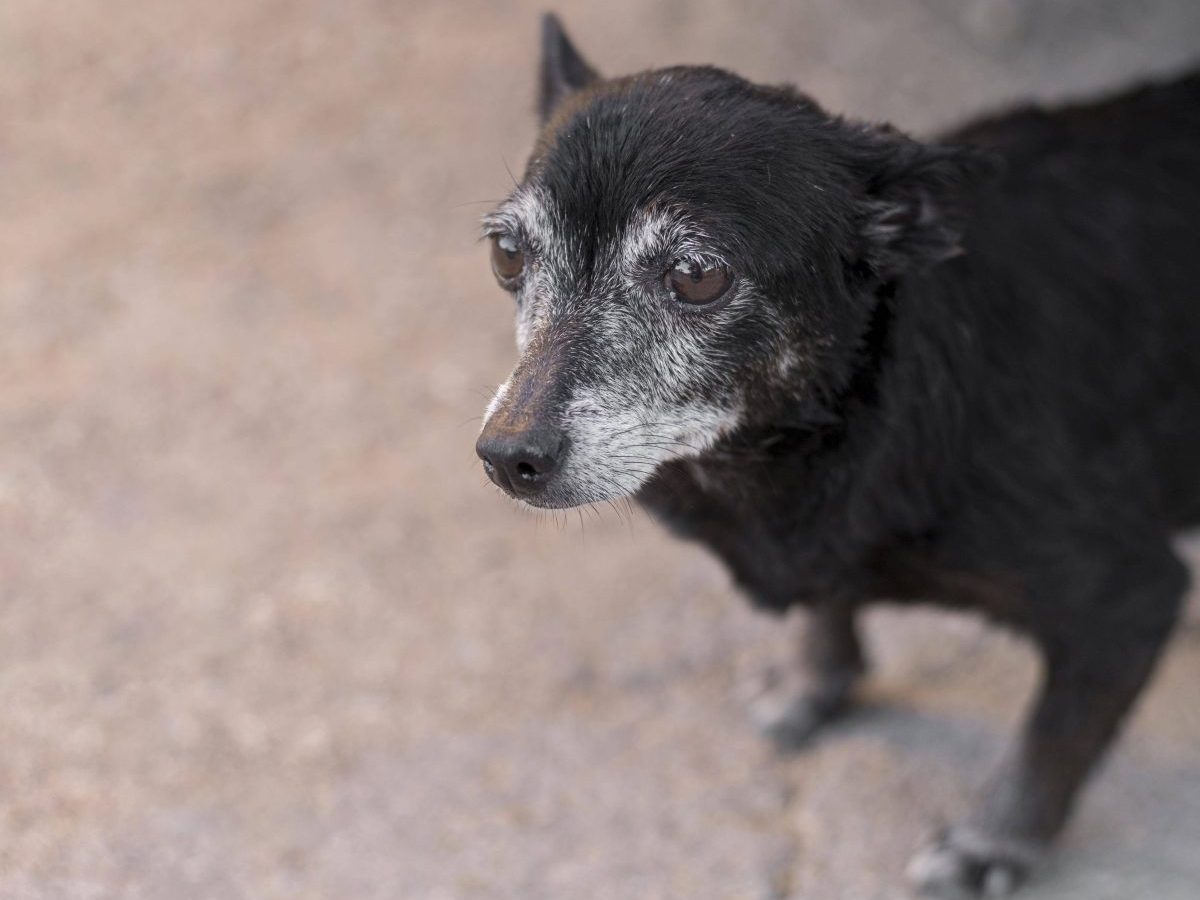 Hunde-Vorfall lässt Tierheim Essen erschaudern – „Grausamkeit des Jahres“