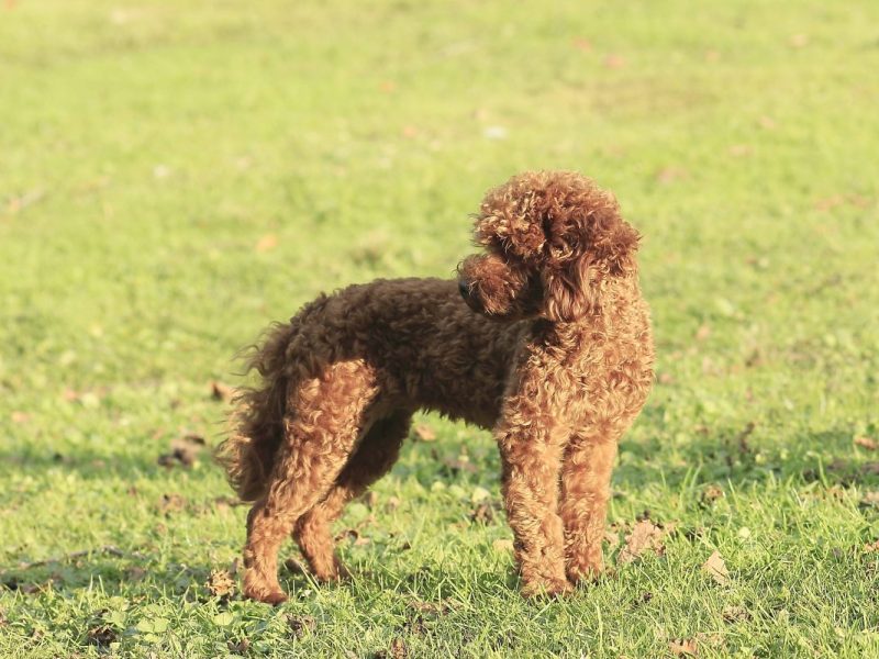 Hund auf Wiese