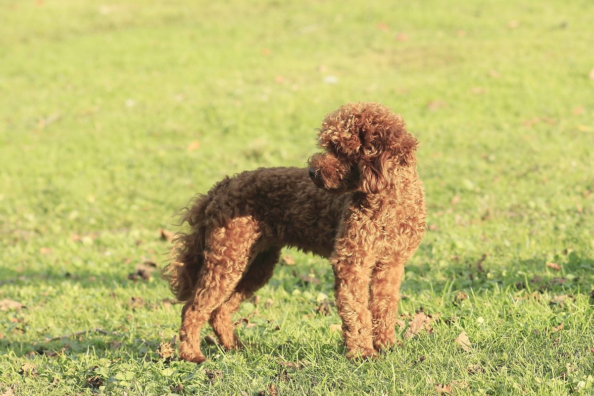 Hund auf Wiese