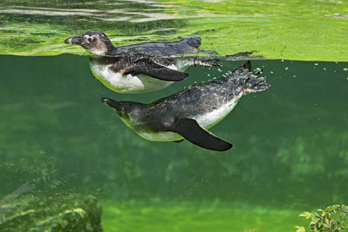 Brillenpinguine im Zoo