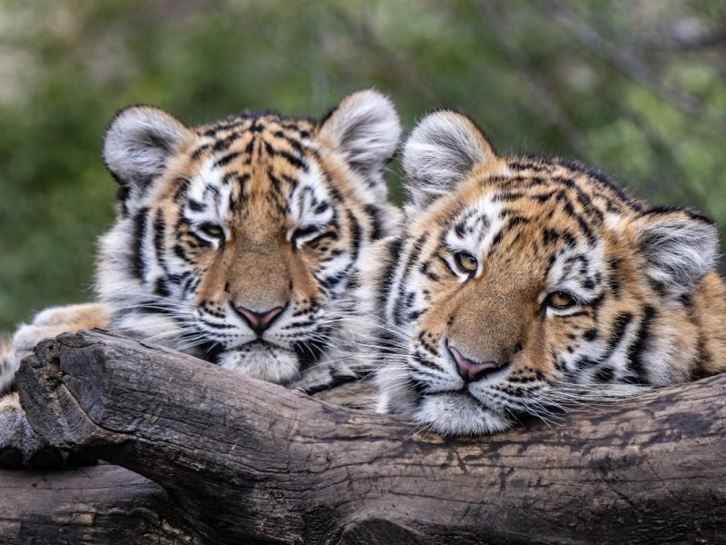 Tiger im Zoo