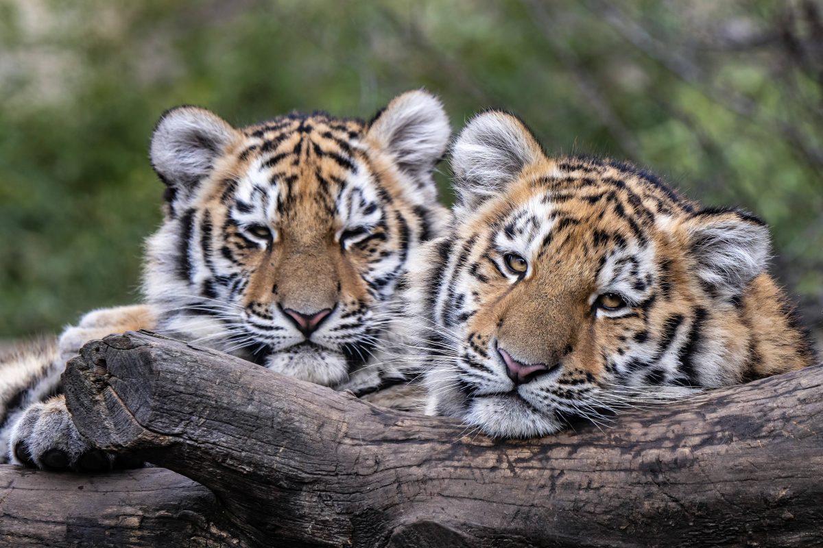 Tiger im Zoo