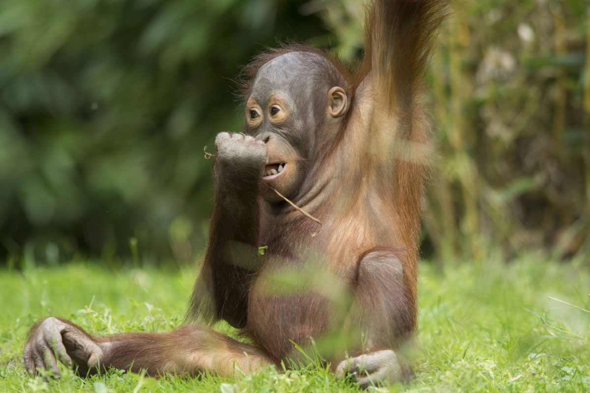 Allwetterzoo MÃ¼nster Orang-Utan