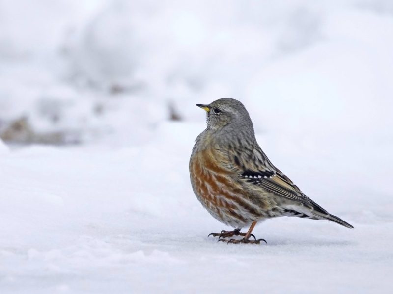 Wetter in NRW: Experte sorgt für bittere Gewissheit! „Alles andere als winterlich“