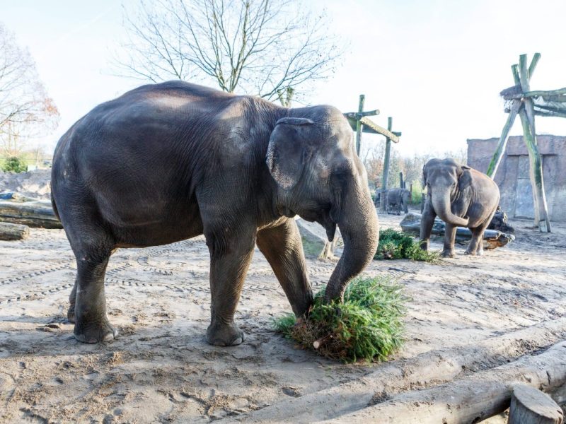 Zoo in NRW