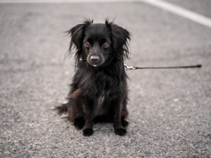 In Gelsenkirchen wurde ein Hund auf offener Straße gefunden.