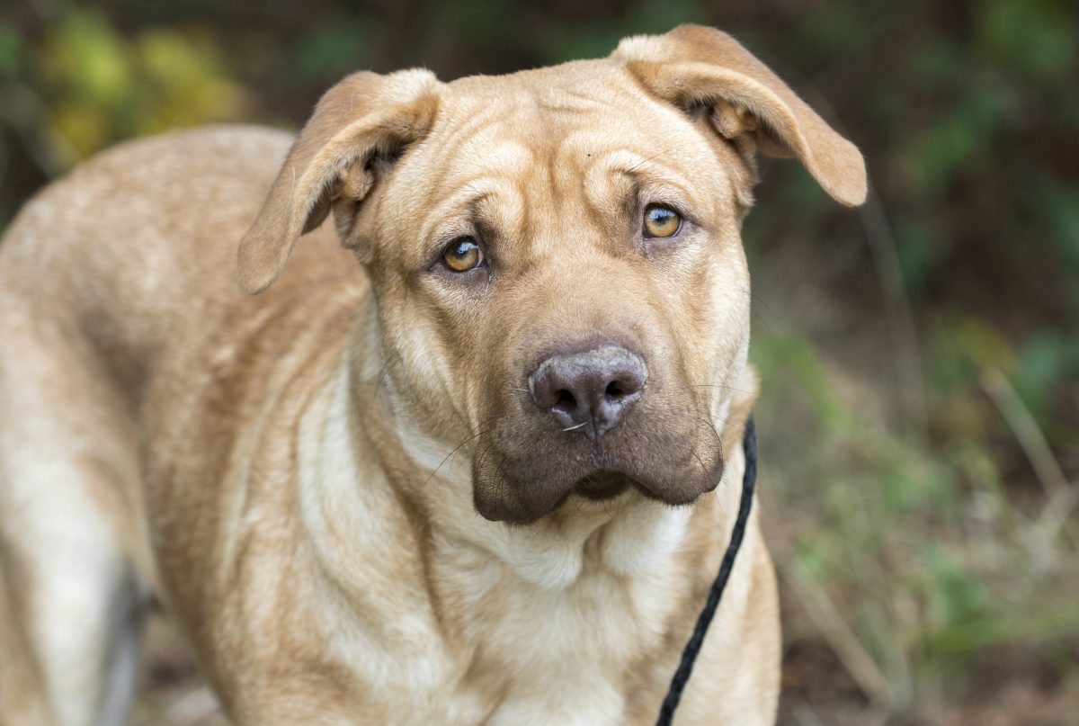 Hund, Sharpei-Mix