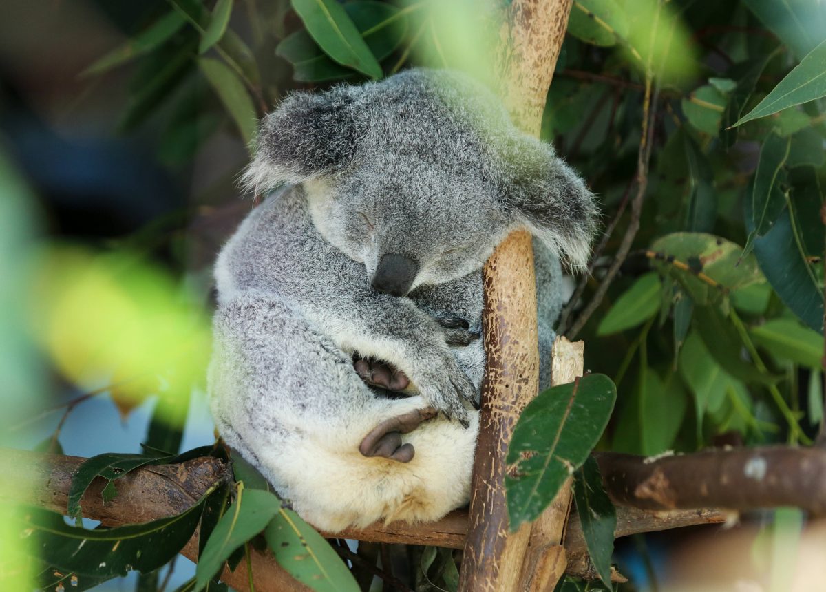 Zoo Duisburg