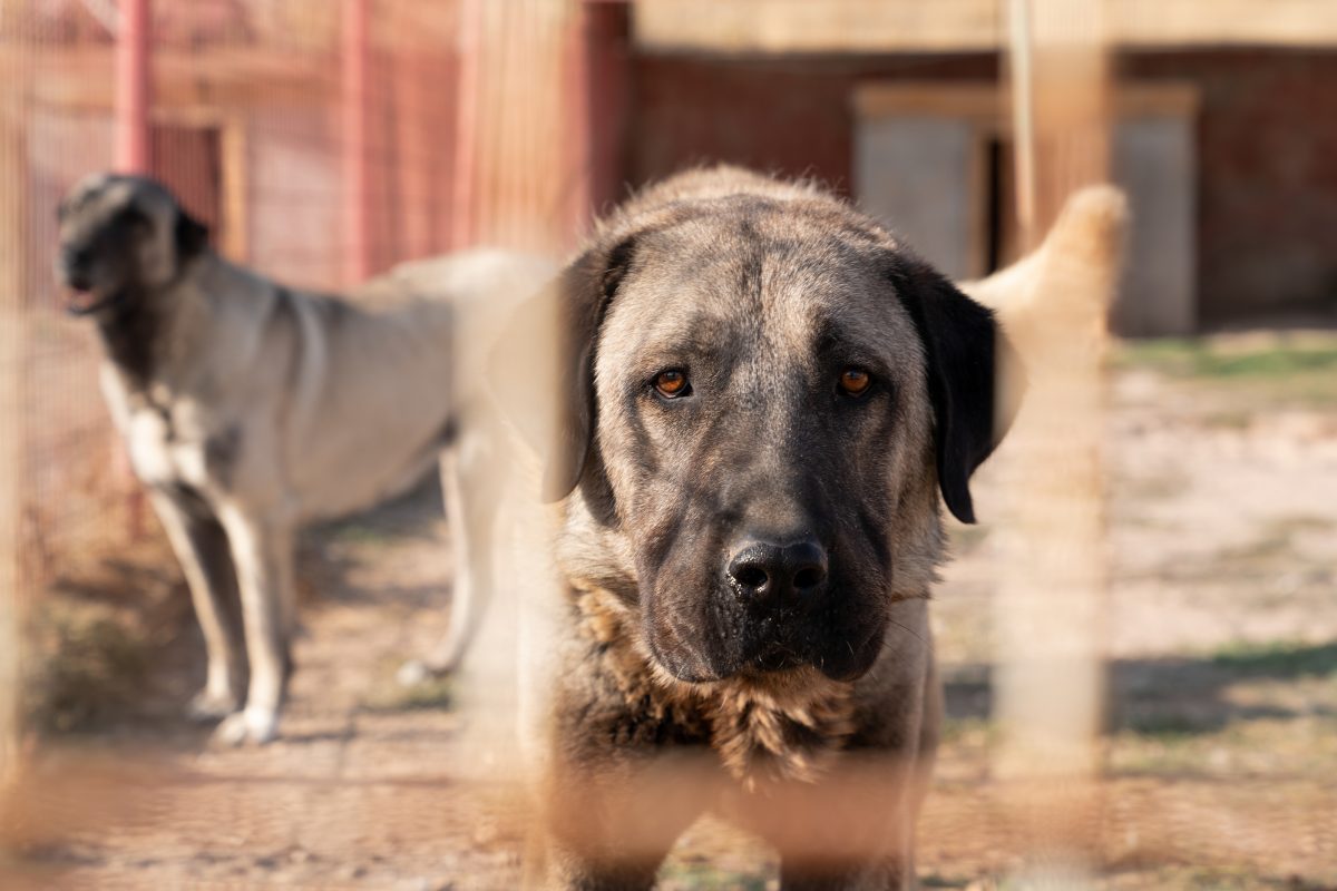 Kangal-Mix: Hund im Tierheim