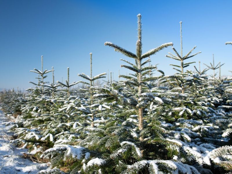 Schnee an Weihnachten