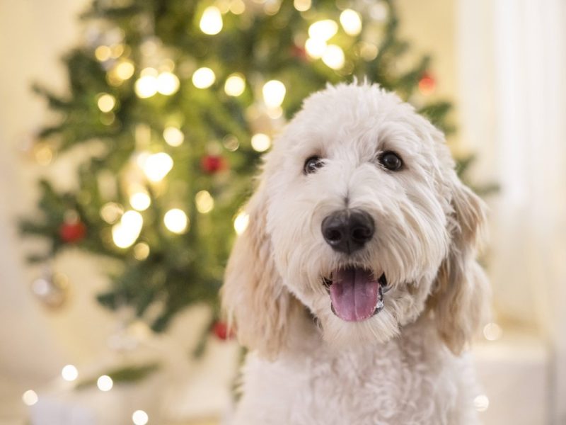 Hund Weihnachtsbaum (Symbolbild)