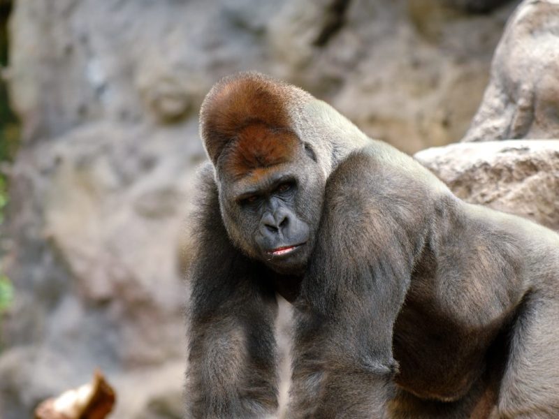 Zoo in NRW
