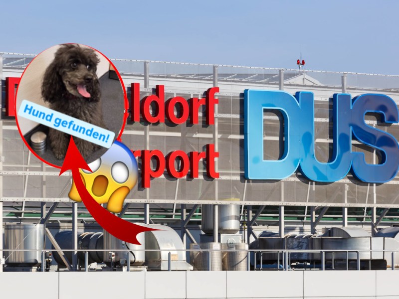 Flughafen Düsseldorf - Hund in NRW