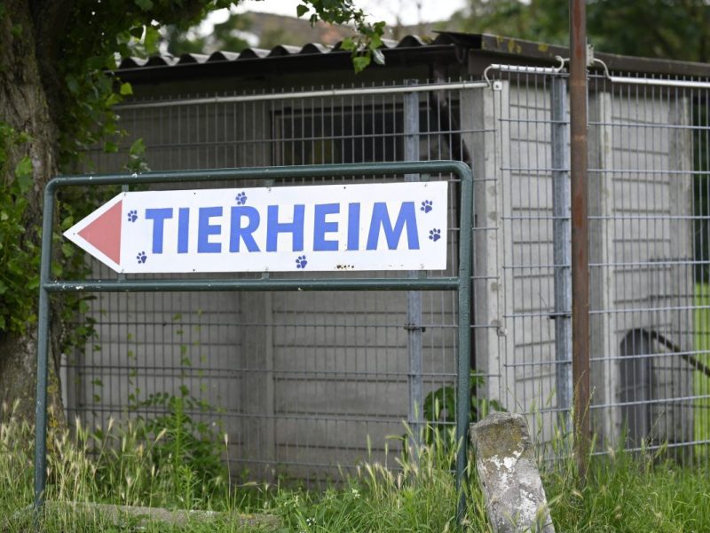 Das Tierheim Moers in NRW musste gleich mehrere schlimmer Verluste verkraften. Und findet klare Worte in Richtung derjenigen, die sie dafür in der Verantwortung sehen.