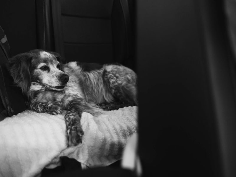Tierheim NRW: Hund von Mafia missbraucht (Symbolbild)
