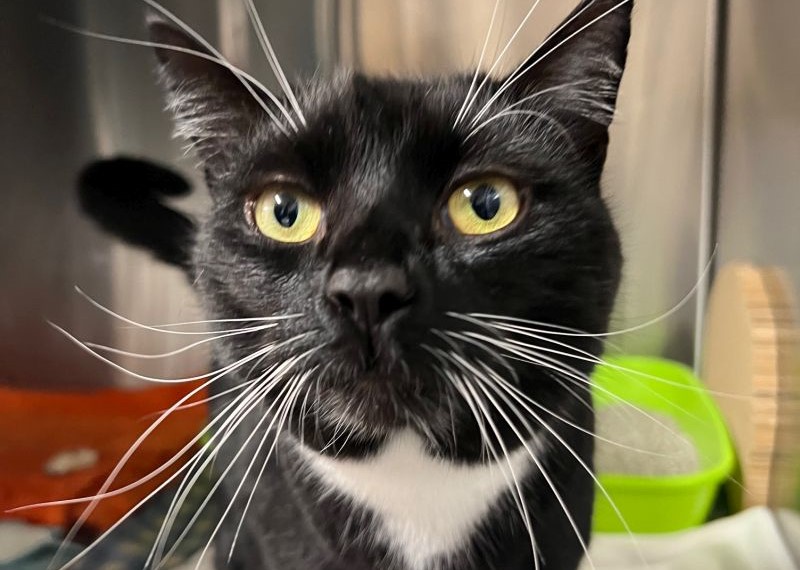 Kater Levin musste nach nur zwei Jahren zurück in ein Tierheim in NRW ziehen.