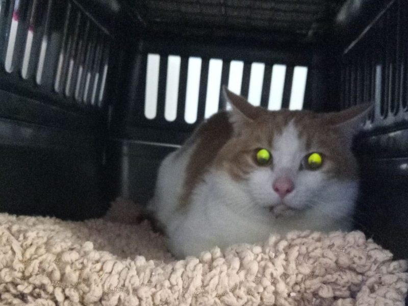 Im Tierheim in NRW wurde ein Kater abgegeben. Der Fall erschüttert.