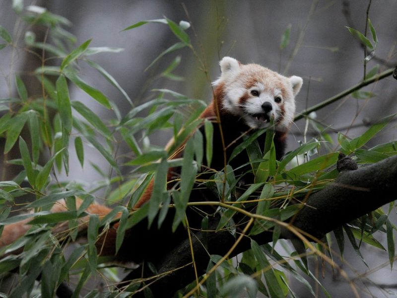 Zoo Dortmund Panda