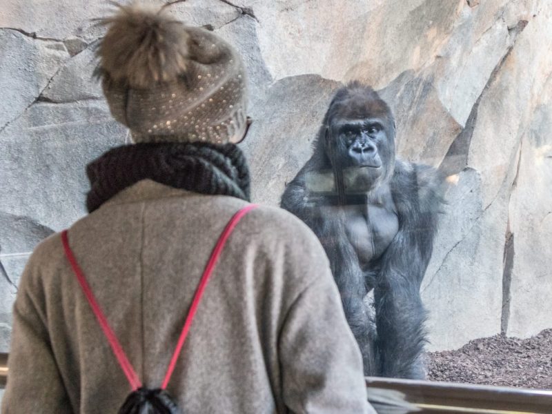 Der Wünschewagen erfüllt Carina ihren letzten Wunsch: Sie geht auf ihre letzte Reise und fährt in den Zoo (Symbolfoto).