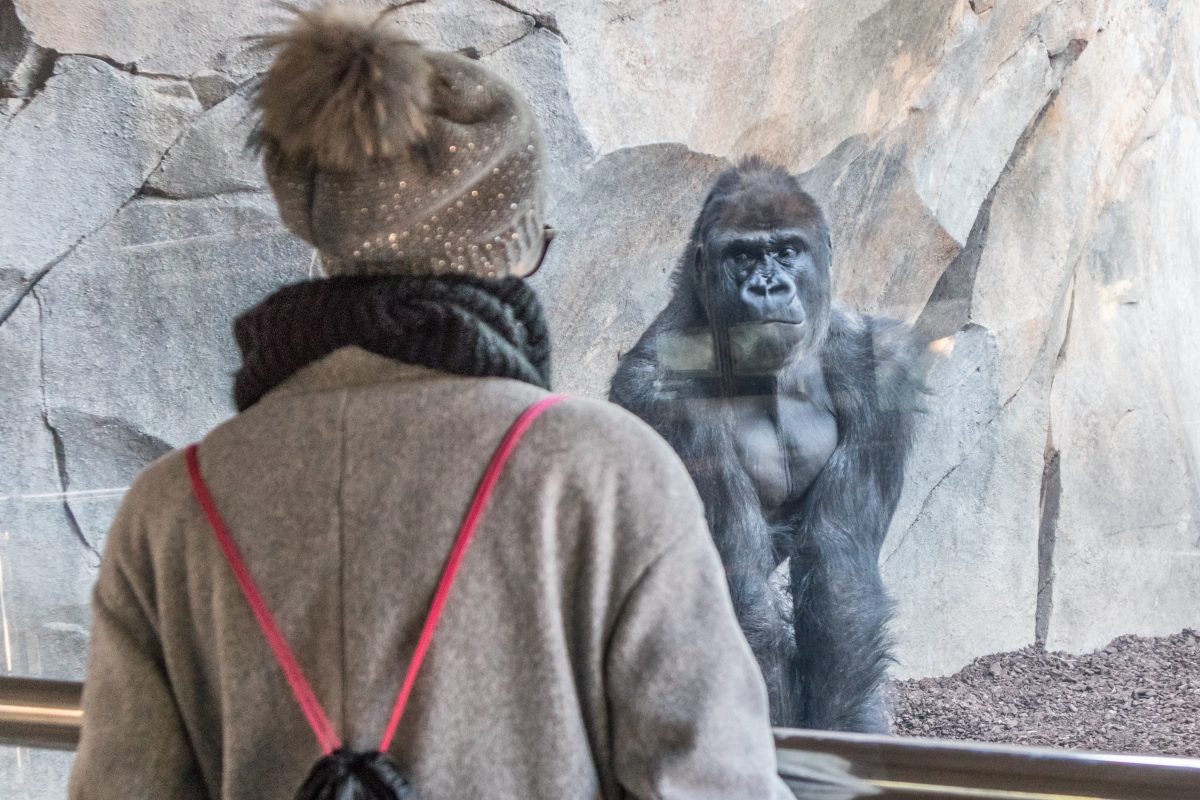 Der Wünschewagen erfüllt Carina ihren letzten Wunsch: Sie geht auf ihre letzte Reise und fährt in den Zoo (Symbolfoto).