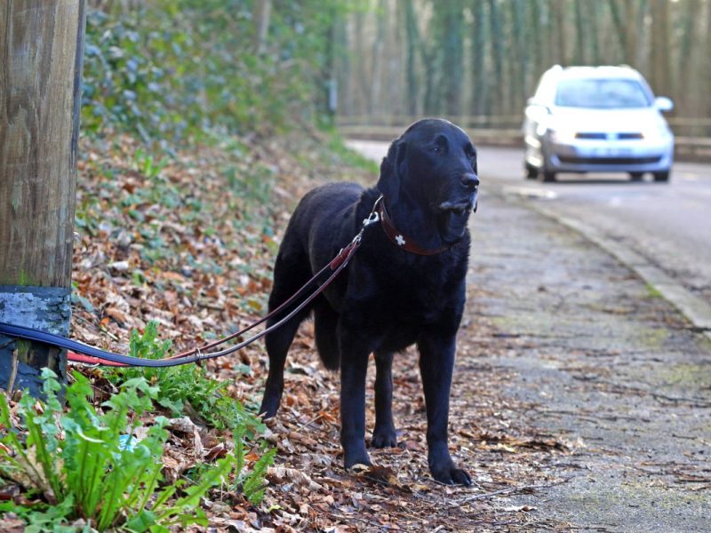In NRW wurde ein Hund eiskalt ausgesetzt. (Archivfoto)