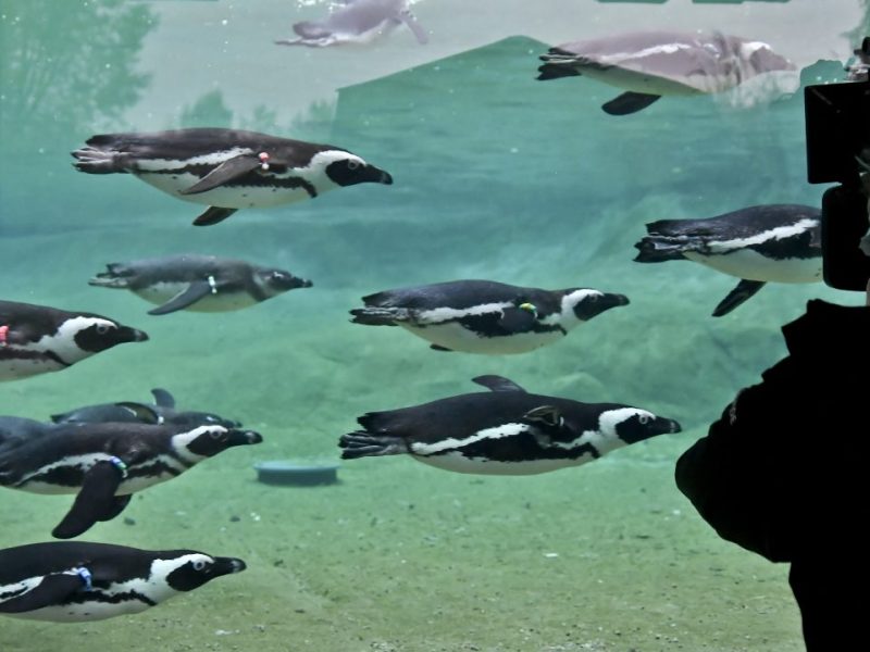Die Zoom Gelsenkirchen hat erneut den Pinguin-Nachwuchs präsentiert. (Archivfoto)