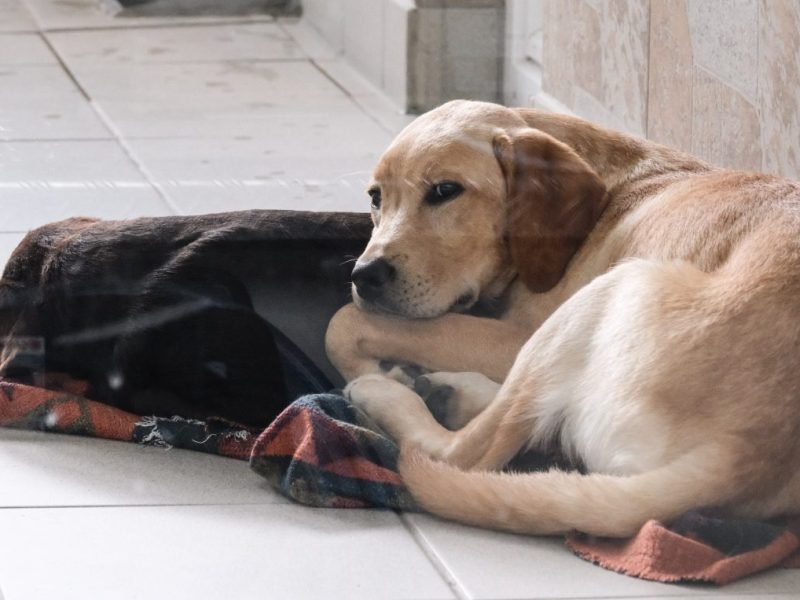 Hunde bei Zoo Zajac in Duisburg