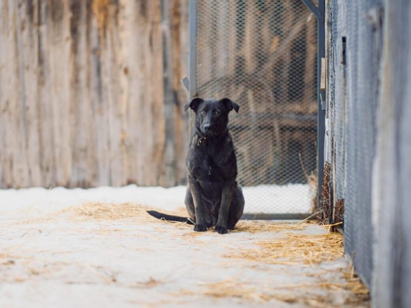 Ein Fundhund im Tierheim Bochum hat ein Geheimnis. (Symbolfoto)