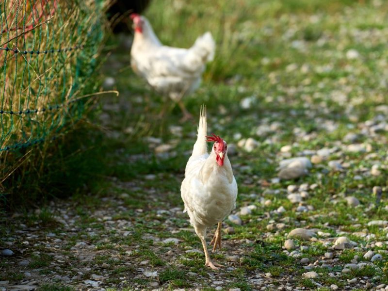 Aktuell breitet sich ein Tier-Virus aus.