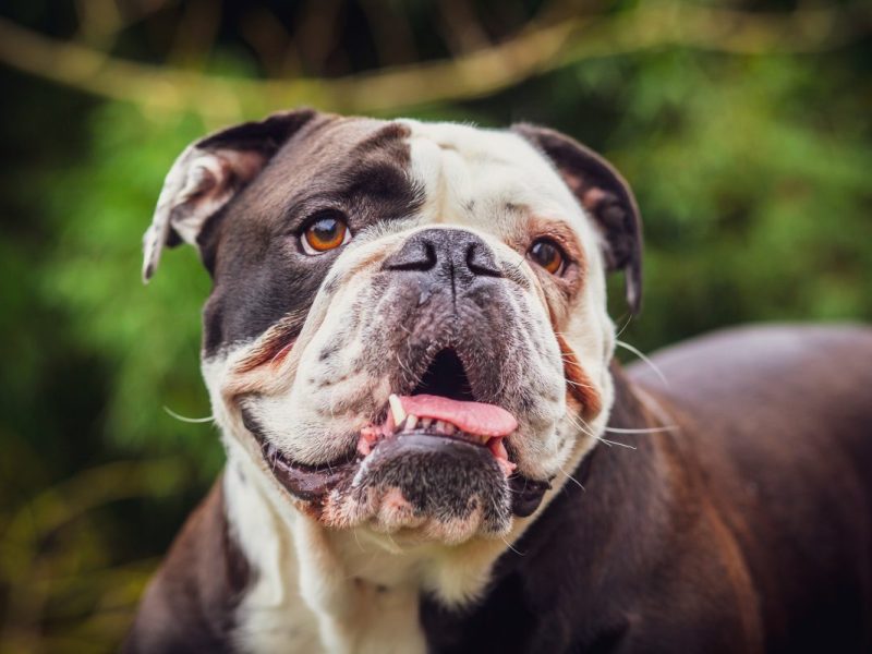Hund Old English Bulldogge
