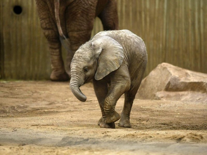 Zoo NRW