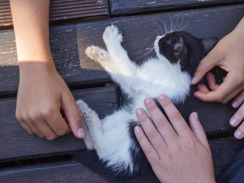 Nach dem Tod einer Baby-Katze macht ein NRW-Tierheim eine klare Ansage (Symbolfoto).