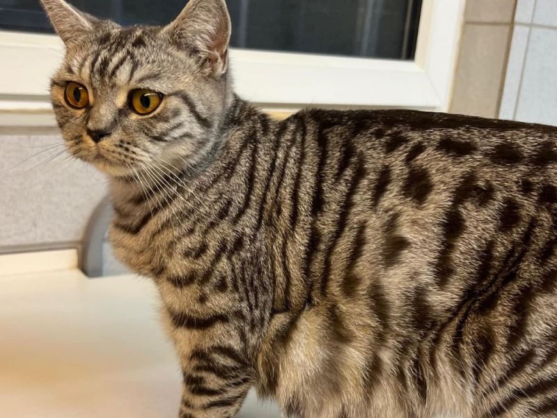 Katze NRW Tierheim