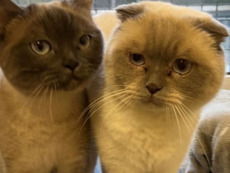 Tierheim NRW Katzen