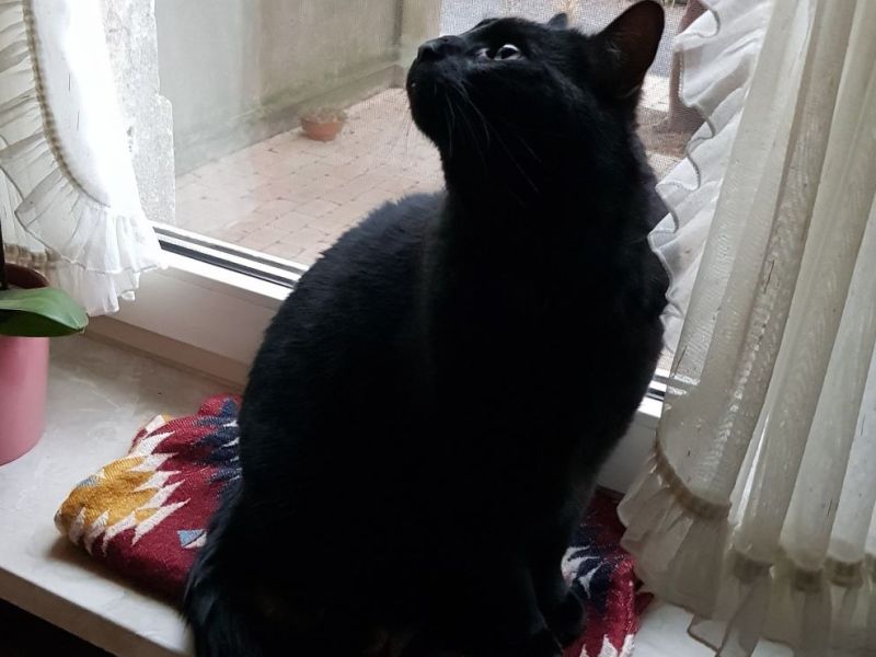 Tierheim NRW Kater