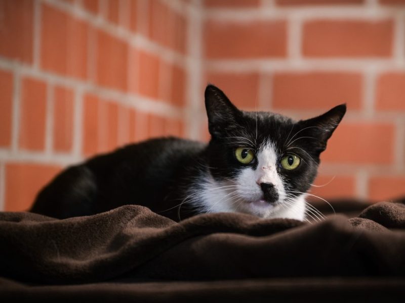 Tierheim NRW Katze (Symbolbild)