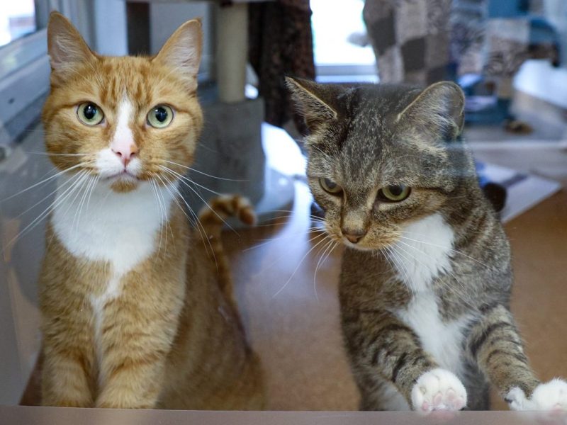 Tierheim NRW Katzen