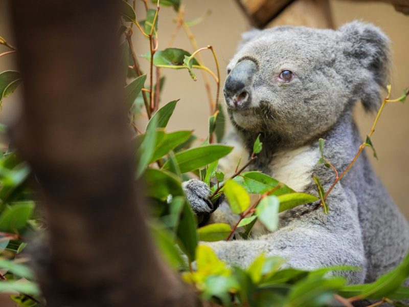 Ein Koala im Zoo Duisburg.
