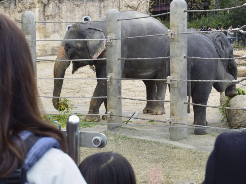 Zoo NRW Elefanten-Gehege (Symbolbild)
